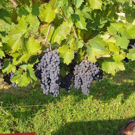 Agriturismo Il Crinale Castorano  Dış mekan fotoğraf